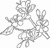 Coloring Blossom Cherry Tree Pages Flower Dogwood Japanese Garden Apple Ume Sakura Printable Colouring Color Print Getcolorings Spring Designlooter 388px sketch template