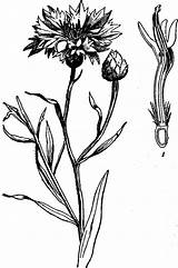 Cornflower Centaurea Flowering Cyanus Dugo Creationwiki Cornflowers sketch template