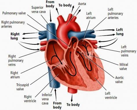 fungsi jantung pengertian strukturnya secara lengkap