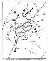 Beetle Coloring Pages Creepers Crawly Beetles Clumsy Very Click Insects Japanese Animal Hercules Printable Book Insect Kids Az Books Designlooter sketch template
