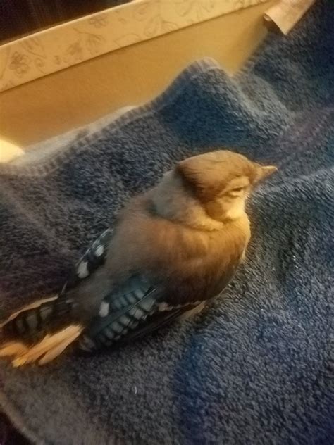 blue jay fledgling   foot  injured       wildlife rehab