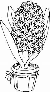 Hyacinth Colorat Zambila Imagini Fise Blumen Desene sketch template