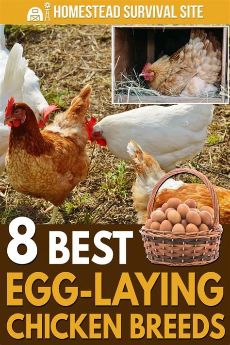 of laying between 200 to 300 large brown eggs each year