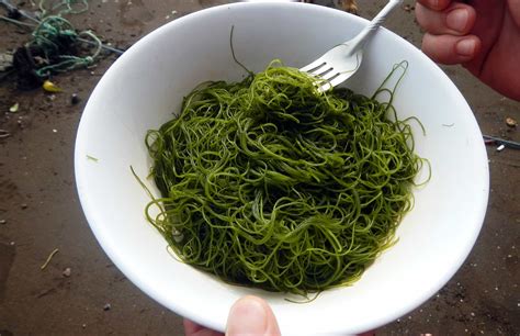 seaweed  costa ricas food   future