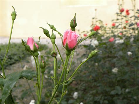 rose buds   garden  photo  freeimages