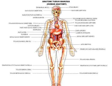 anatomi tubuh manusia om dompet