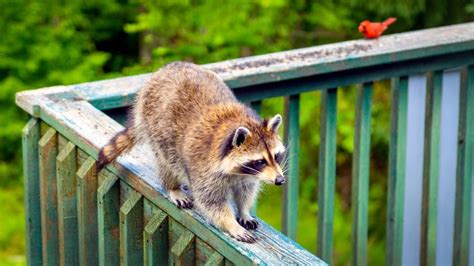 simple ways   raccoons    deck  backyard life