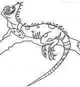 Iguana Leguan Kolorowanki Ausmalbilder Darmowe Cool2bkids sketch template