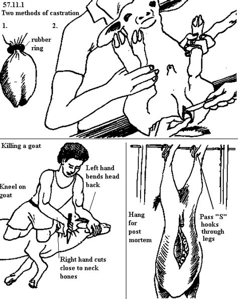 Boer goat sex organ