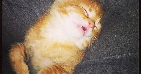 My Friends Kitten Is Knocked Out From All Today S Fun Imgur