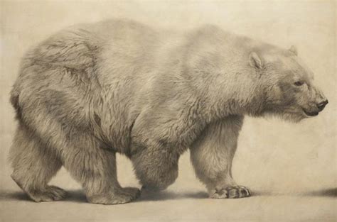 image result  realistic polar bear drawing polar bear art white