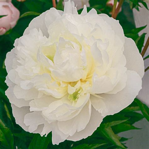 duchesse de nemours peony brecks