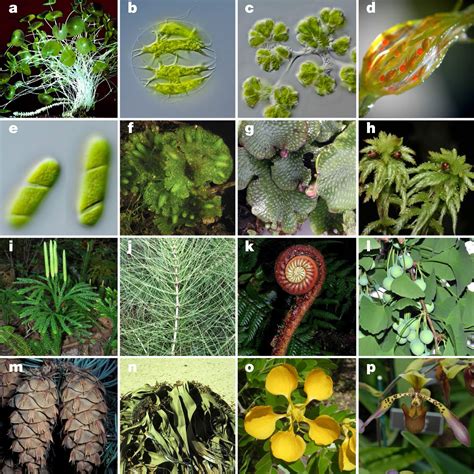 researchers generate gene sequences   plant species illuminate