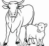 Coloring Cow Pages Kids Cows sketch template