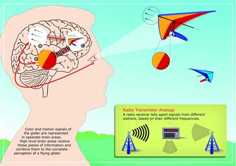brain rhythms organize  visual perception