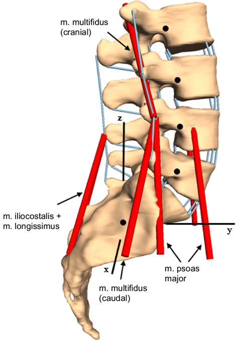 lumbar spine mbs model based  ct data including passive