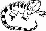 Lizard Coloring Pages Striped sketch template