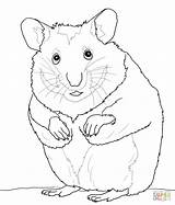 Coloring Hamster Hamsters Pages sketch template