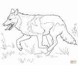 Wolf Grey Mexican Coloring Pages Gray Running Drawing Printable Head Realistic Color Wolves Print Wolfs Drawings Animals Getcolorings Kids Getdrawings sketch template