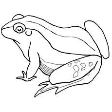 top   printable jungle animals coloring pages  animals