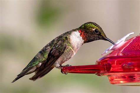 Homemade Hummingbird Food 3 Ways To Save Time And Money The Grow