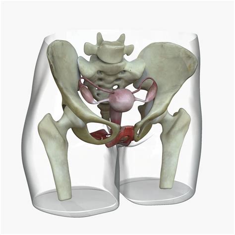 Detailed Female Reproductive System Medical Edition 3d Model Cgtrader