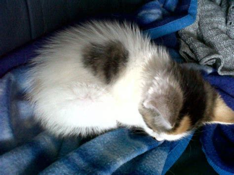 My Kitten Ziva 5th December 2012
