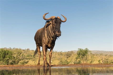 incredible wildebeest facts   animals
