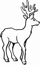 Deer Coloring Pages Printable Kids Whitetailed Cartoon Animal Animalplace sketch template