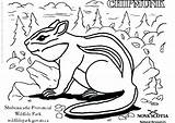 Coloring Chipmunk Pages Color Resources Natural Alvin Animals Print Drawing Getdrawings Kids Getcolorings Blueberry Harmonica Chipmunks Colorings Large sketch template