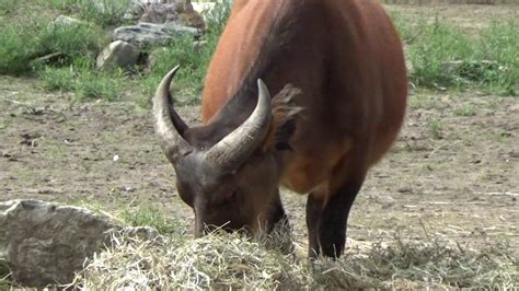 safaripark beekse bergen rode bosbuffel youtube