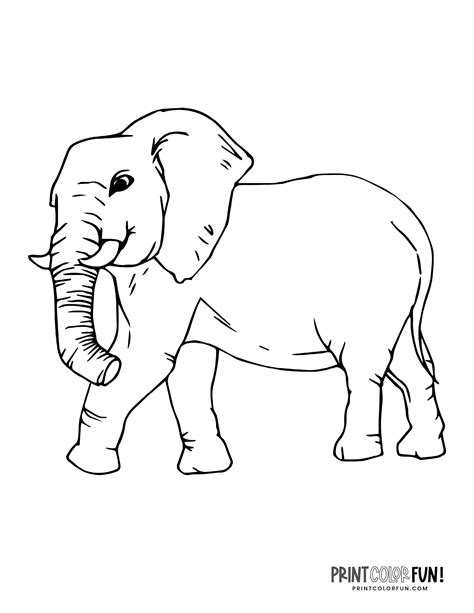realistic elephant coloring pages  print print color fun