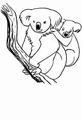 Koala Colorir Koalas Cartonionline sketch template