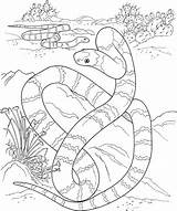 Coloring Pages Desert Snake Printable Tiger Python Color Print Animals Long Big Snakes Burmese Kids Designlooter Getcolorings Realistic Sasuke Colorings sketch template