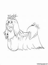 Maltese Coloring Pages Dog Printable Getdrawings Drawing Getcolorings Breed sketch template