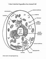 Cell Animal Organelles Color Code Coloring Printing Pdf sketch template