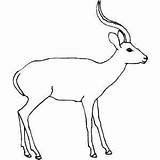 Coloring Antelope Sheets Big sketch template