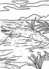 Krokodil Malvorlage Ausmalbilder Wildtiere Ausmalen Tiere Malvorlagen Krokodile sketch template