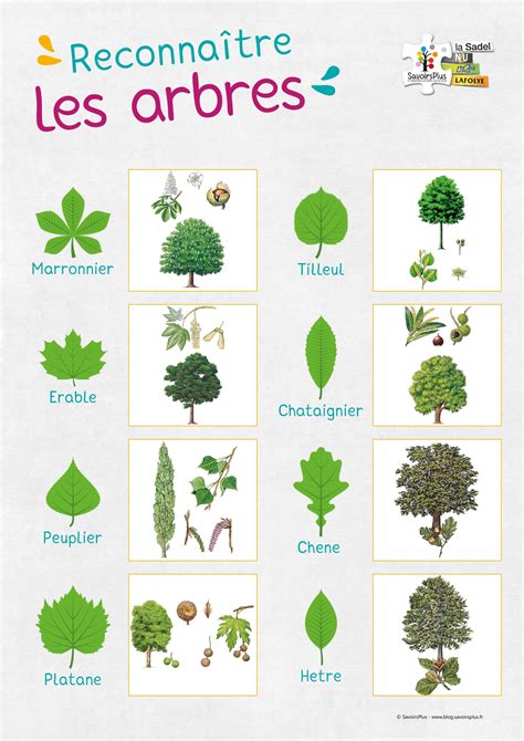 telechargement reconnaitre les arbres le blog savoirsplus