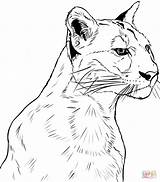 Puma Colorare Rostro Disegno Cougar Muso sketch template