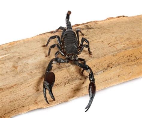 Asian Forest Scorpion Caresheet