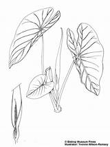 Kalo Taro Drawing Leaf Hawaiian Getdrawings sketch template