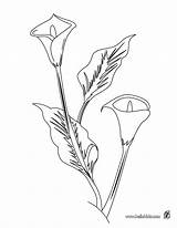 Coloring Stargazer Lily Getcolorings Flower sketch template