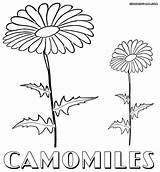 Camomile Coloring 11kb 1000px sketch template