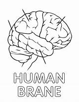 Coloring Human Pages Organs Coloringway sketch template