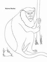 Primate Endangered Species Sheets Coloring Preview sketch template