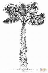 Coloring Palm Tree Pages Draw Drawing Sabal Cabbage Trees Drawings Template Print Printable Step African Coconut Popular Categories sketch template