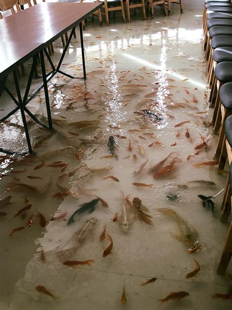 vietnams fish filled koi cafe tanks  accusations  animal