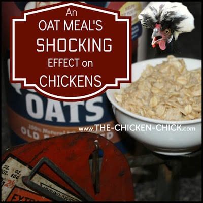 ducks eat quaker oats greeland