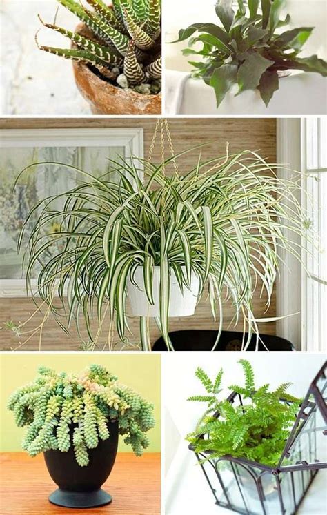 indoor plants   light interior design